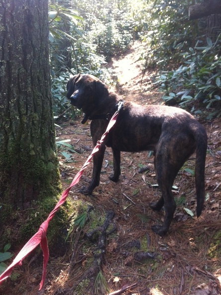 Clifty Wilderness  - 26